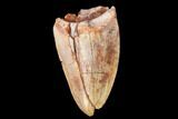 Serrated, Fossil Phytosaur (Redondasaurus) Tooth - New Mexico #133300-1